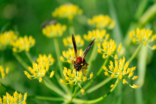 Balancing Hormones Naturally: Harnessing the Power of Essential Oils